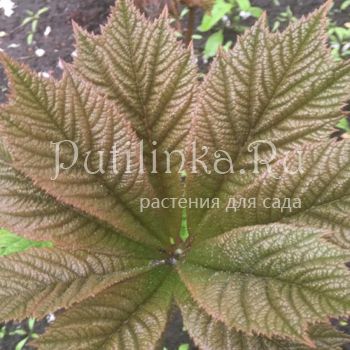 Роджерсия перистая (Rodgersia pinnata)