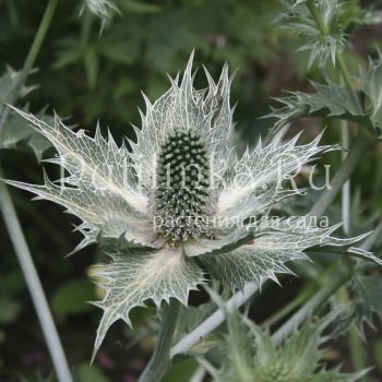 Синеголовник гигантский (Eryngium giganteum)