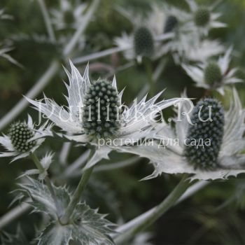 Синеголовник гигантский (Eryngium giganteum)