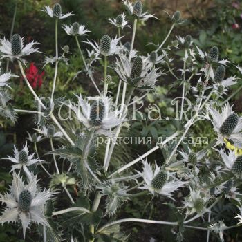 Синеголовник гигантский (Eryngium giganteum)