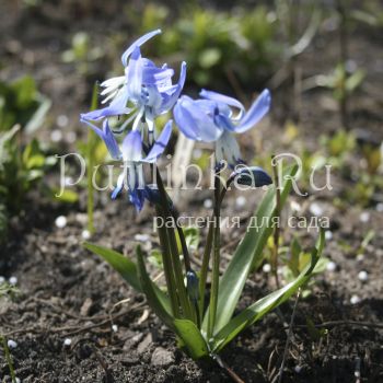 Пролеска Розена (Scilla rosenii Cloudy sky)