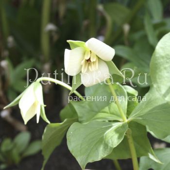 Триллиум прямостоячий кремовый (Trillium erectum)