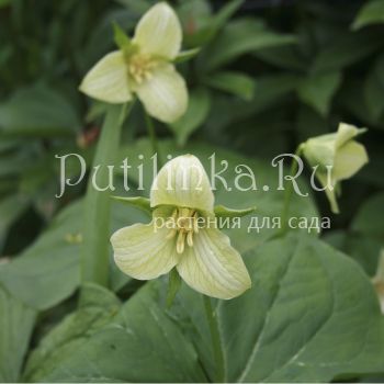 Триллиум прямостоячий кремовый (Trillium erectum)