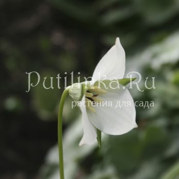 Триллиум прямостоячий белый (Trillium erectum)