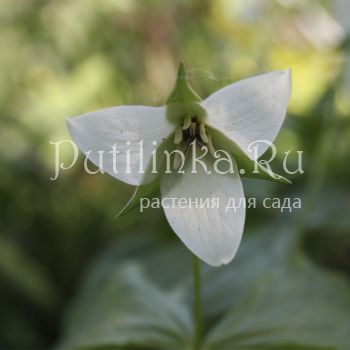 Триллиум прямостоячий белый (Trillium erectum)