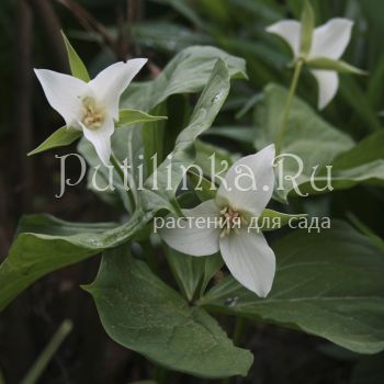 Триллиум прямостоячий белый (Trillium erectum)