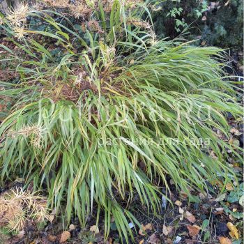 Хаконехлоа большая (Hakonechloa macra)