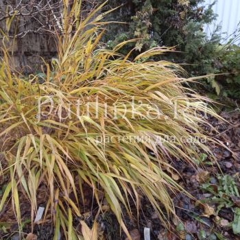 Хаконехлоа большая (Hakonechloa macra)