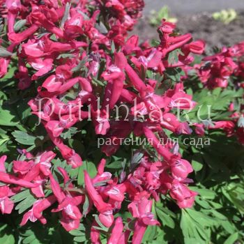 Хохлатка Ziegelrot (Corydalis Ziegelrot)*