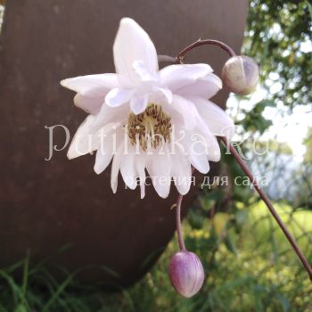 Анемонопсис крупнолистный Flora Plenum (Anemonopsis macrophyllum Flora Plenum)