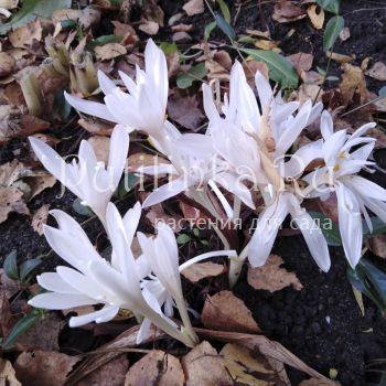 Безвременник Alba Pleno (Colchicum Alba)