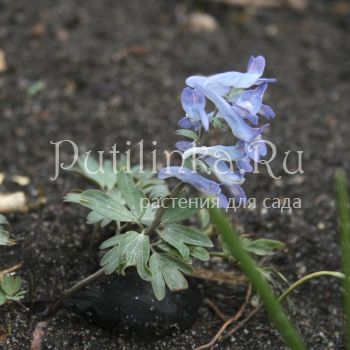 Хохлатка расставленная или Турчанинова (Corydalis remota Corydalis turtschaninovii)