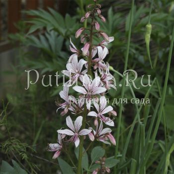 Ясенец кавказский (D. caucasicus)