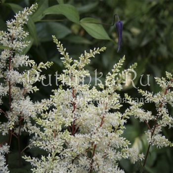 Астильба Happy Spirit (Astilbe Happy Spirit)