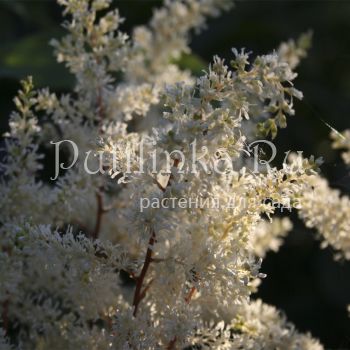 Астильба Happy Spirit (Astilbe Happy Spirit)