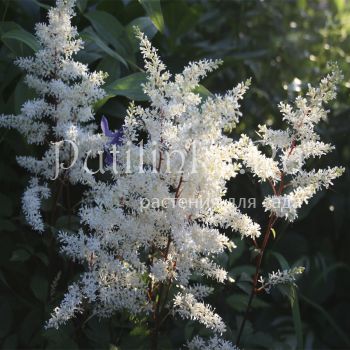 Астильба Happy Spirit (Astilbe Happy Spirit)