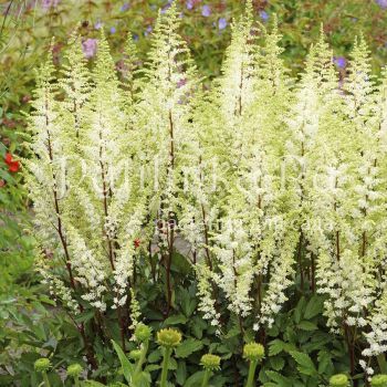 Астильба Happy Spirit (A. Happy Spirit)