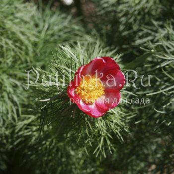 Пион тонколистный Пятигорск (Paeonia tenuifolia)