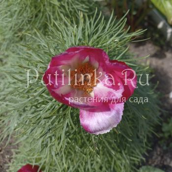 Пион тонколистный Пятигорск (Paeonia tenuifolia)