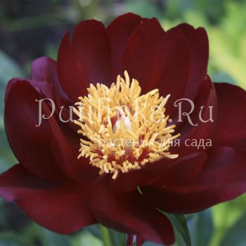 Пион Sable (Paeonia Sable)