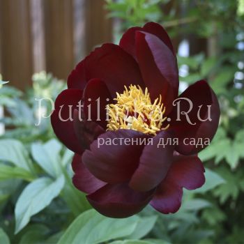 Пион Sable (Paeonia Sable)