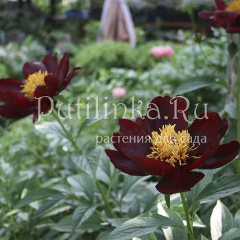 Пион Sable (P. Sable)