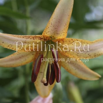 Лилия Peach Lace (Lilium Peach Lace)