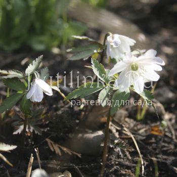 Анемона алтайская (Anemone altaica)