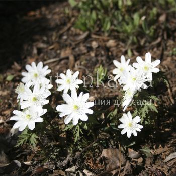 Анемона алтайская (A. altaica)