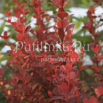 Барбарис Тунберга Red (Berberis thunbergii)