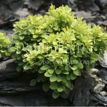 Барбарис тунберга  Tiny Gold (Berberis thunbergii Tiny Gold)