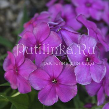 Флокс метельчатый Уголек (Егорова В)*