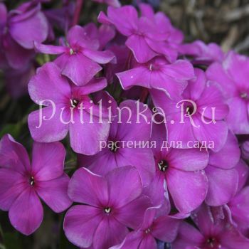 Флокс метельчатый Уголек (Егорова В)*