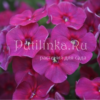 Флокс метельчатый Таврия (Егорова В)*