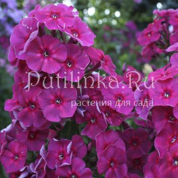 Флокс метельчатый Таврия (Егорова В)*