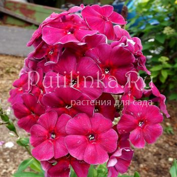 Флокс метельчатый Таврия (Егорова В)*