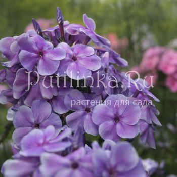 Флокс метельчатый Фантазер (Егорова В)*