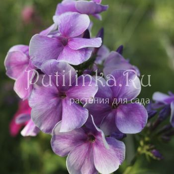 Флокс метельчатый Фантазер (Егорова В)*