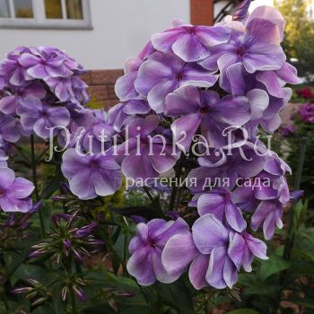 Флокс метельчатый Фантазер (Егорова В)*