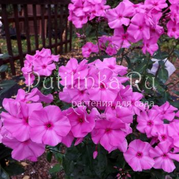 Флокс метельчатый Кипрей (Егорова В)*