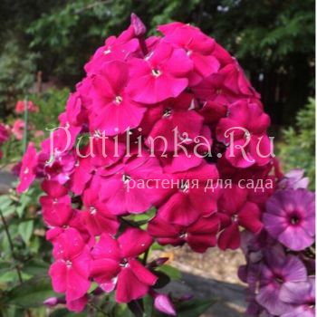 Флокс метельчатый Малиновый Берет (Егорова В)*