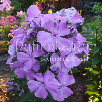 Флокс метельчатый Медуза (Егорова В)*