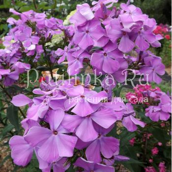 Флокс метельчатый Медуза (Егорова В)*