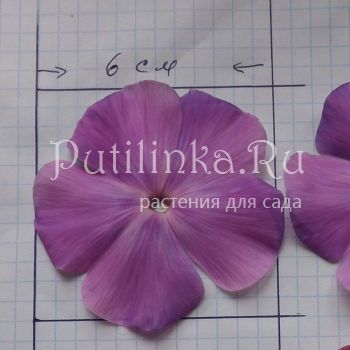 Флокс метельчатый Медуза (Егорова В)*