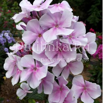 Флокс метельчатый Стратосфера (Егорова В)*