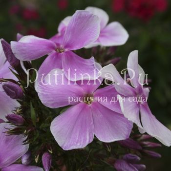 Флокс метельчатый Стратосфера (Егорова В)*