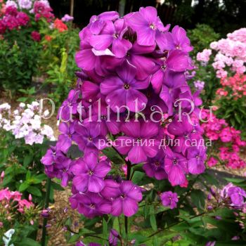 Флокс метельчатый Черная Пантера (Егорова В)*