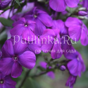 Флокс метельчатый Черная Пантера (Егорова В)*