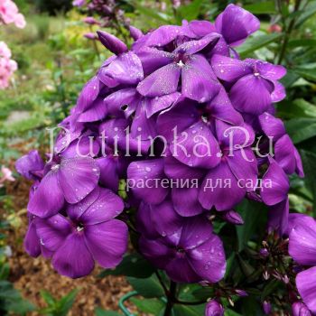 Флокс метельчатый Черная Пантера (Егорова В)*