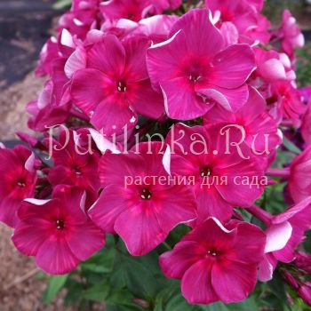 Флокс метельчатый Шоколадница (Егорова В)*